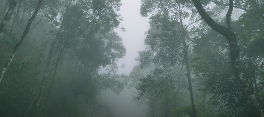 Suzano - Líder Consciente